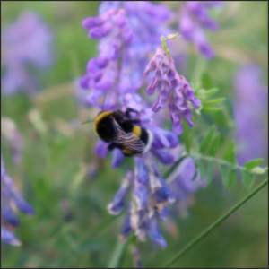 dunkle-erdhummel-vogel-wicke
