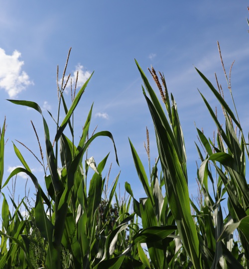 fahne-koernermais