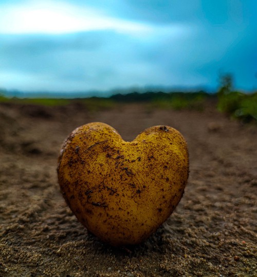 herzkartoffel-von-giulia-seiffert-fotografiert