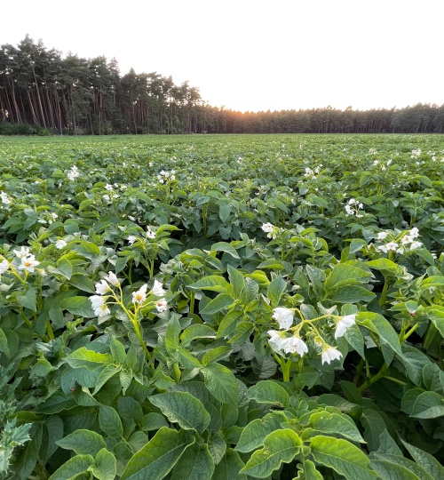 kartoffelfeld-mit-blueten
