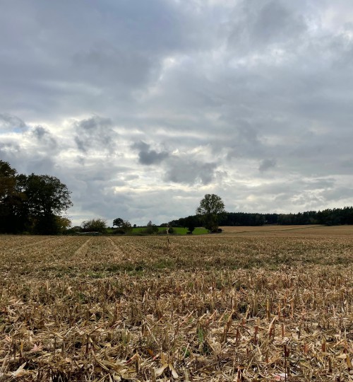 maisstoppeln-nach-der-ernte