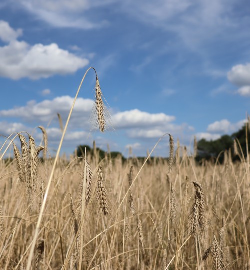 reifer-roggen