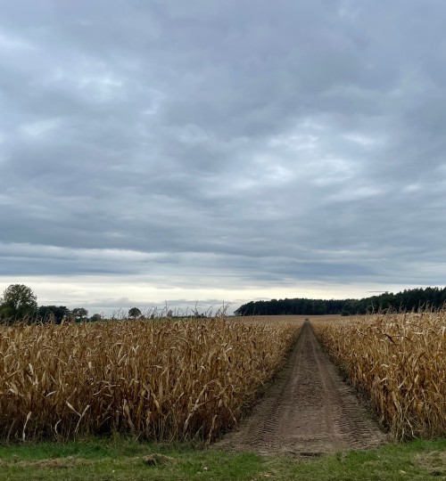reifes-maisfeld