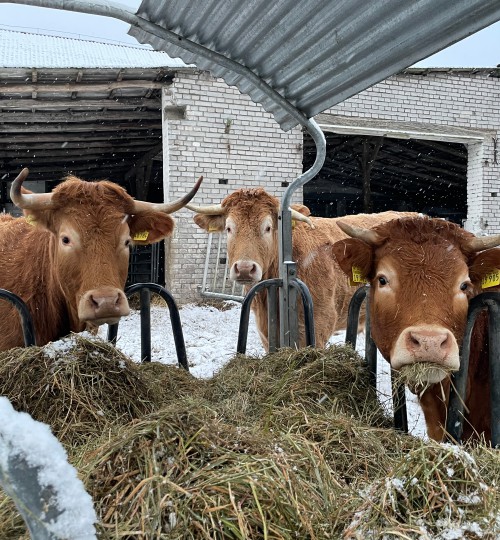 rinder-an-der-futterraufe-im-winterauslauf