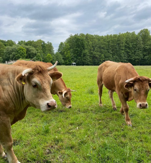 rinder-auf-der-weide-2