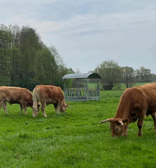 rinder-auf-der-weide-1