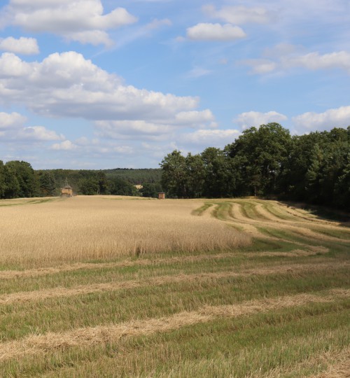 roggen-getreideernte