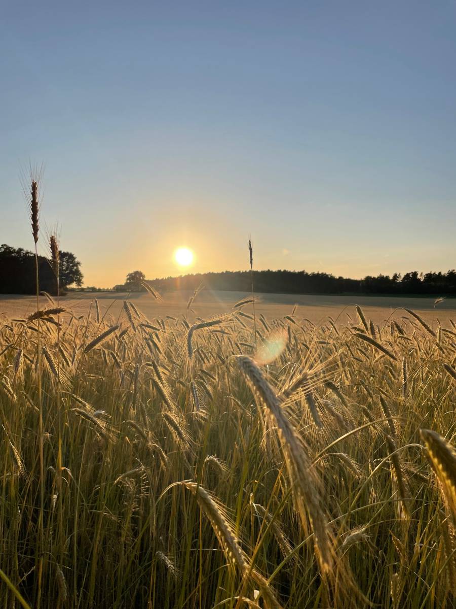 roggenfeld-mit-abendsonne
