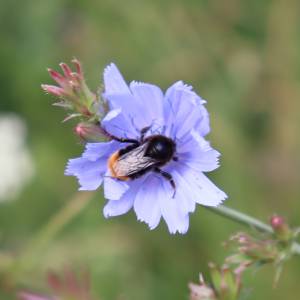 steinhummel-gemeine-wegwarte