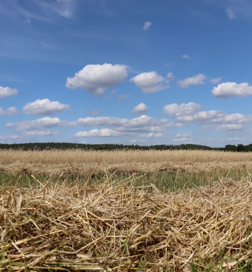 strohschwad
