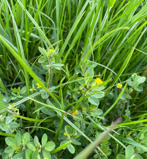 weide-gelbklee-hopfenklee