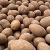 kartoffeln-frisch-aus-der-erde